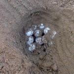 Nest der Unechten Karettschildkröte (Caretta caretta)