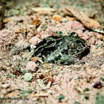 Knoblauchkröte beim Eingraben Teil 2