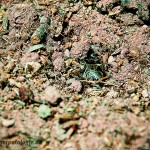 Knoblauchkröte beim Eingraben Teil 4