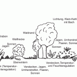Skizze eines strukturreichen Waldrandes