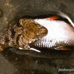 Würfelnatter fressen bevorzugt Fische