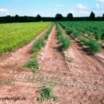 Sandige Böden werden vielfach als Landlebensraum genutzt
