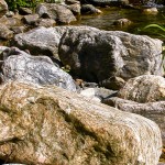Steinige Ufersäume bieten geeignete Lebensraumstrukturen