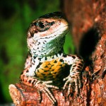 Reptil des Jahres 2006: Die Waldeidechse