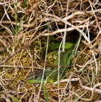 Westliche Smaragdeidechse (Lacerta bilineata), Männchen, Mittelmosel, Foto: Ulrich Schulte