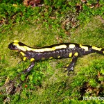 Feuersalamander (Salamandra salamandra), Männchen, lateral, im NSG "Waldecker Schloßgrund", Waldeck, Thüringen, Deutschland, 07.08.2012, Foto: Andreas Nöllert