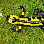 Feuersalamander (Salamandra salamandra), Männchen, dorsal, im NSG "Waldecker Schloßgrund", Waldeck, Thüringen, Deutschland, 07.08.2012, Foto: Andreas Nöllert