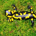 Feuersalamander (Salamandra salamandra), Weibchen, dorsal, im NSG "Waldecker Schloßgrund", Waldeck, Thüringen, Deutschland, 07.08.2012, Foto: Andreas Nöllert
