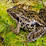 Moorfrosch (Rana a. arvalis), Weibchen, Rambower Moor, Brandenburg, Deutschland, 26.05.2012, Foto: Andreas Nöllert