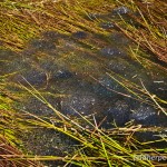 Grasfrosch (Rana temporaria), Laichballen, einen Tag alt, NSG “Dreba-Plothener Teichgebiet“, Plothen, Thüringen, Deutschland, 14.04.2013, Foto: Andreas Nöllert
