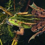 Kleiner Wasserfrosch (Pelophylax lessonae), Breitenhain, Thüringen, Deutschland, 22.04.2011, Foto: Andreas Nöllert