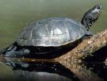 Stolz und schön: Sumpfschildkröten können häufig beim Sonnenbad beobachtet werden; Foto: N. Schneeweiß