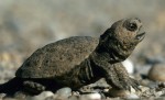 Junge Sumpfschildkröte; Foto: N. Schneeweiß