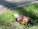 Wandernde Europäische Sumpfschildkröten werden häufig Opfer des Straßenverkehrs; Foto: Nationalpark Donau-Auen
