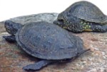 Gesellige Sumpfschildkröten beim Sonnenbad; Foto: D. Schmidt