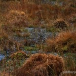 Lebensraum von Rana temporaria temporaria, Umgebung Glendalough, Wicklow-Mountains-National Park (Páirc Náisiúnta Shléibhte Chill Mhantáin), County Wicklow, 13.03.2010, Foto R. Gandola.