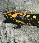Salamandra corsica, Weibchen, Col de Bavella, Département Corse-du-Sud, 07.04.1993, Foto A.+Ch. Nöllert.