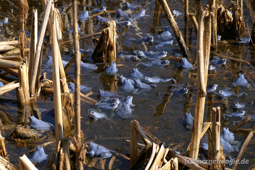 Rana arvalis arvalis, Männchen während der Paarungszeit und Laichballen, Altarm Zaton in der Mura-Aue im Dorf Petanjci (bei Radenci), občina Radenci, 13.03.2007, Foto M. Jakopic.