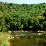 Der Auwald der Dyje (Thaya) ist der Lebensraum von Rana dalmatina und Natrix tessellata tessellata, Hnanice, Nationalpark Podyjí, Jihomoravský kraj, 04.08.2007, Foto A.+Ch. Nöllert.