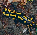 Salamandra salamandra salamandra, Individuum mit leichter Längsbänderung, Rot-Buchenurwald bei Kicherely, Chustskyj rajon, Sakarpatska oblast, 07.05.1996, Foto K. Grossenbacher.