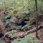 Lebensraum Salamandra salamandra salamandra, Rot-Buchenurwald bei Kicherely, Chustskyj rajon, Sakarpatska oblast, 07.05.1996, Foto K. Grossenbacher.
