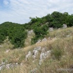 Lebensraum von Dolichophis caspius caspius, Umgebung Villány, Villány-Gebirge, Komitat Baranya, 04.06.2011, Foto J. Hill.