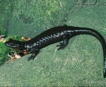 Salamandra lanzai, Ribba (Prali), Provincia di Torino, Regione Piemonte, 30.05.1998, Foto: A.+Ch. Nöllert.