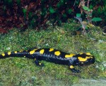 Salamandra salamandra gigliolii, Cardoso (Alpi Apuane), Provincia di Lucca, Regione Toscana, 13.04.2003, Foto: A.+Ch. Nöllert.