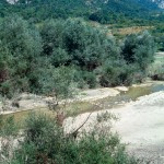 Lebensraum von Bufo bufo und Pelophylax kl. hispanicus am Fiume Sangro bei Barrea, Provincia dell‘Aquila, Regione Abruzzo, 23.08.1993, Foto: A.+Ch. Nöllert.