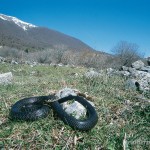 Hierophis carbonarius, Männchen, Anversa degli Abruzzi, Provincia dell’Aquila, Regione Abruzzo, 18.04.2003, Foto: A.+Ch. Nöllert.