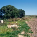 Lebensraum Zamenis situla und Chalcides ocellatus tiligugu, östlich Marzamemi (Pachino), Provincia di Siracusa, Sicilia, 13.04.1995, Foto: A.+Ch. Nöllert.