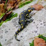 Salamandra salamandra salamandra, Berg-Buchen-Karstwald am Učka-Pass (Dinariden), Istarska županija, 05.11.2014, Foto J. Wiesner.