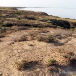 Lebensraum von Phrynocephalus helioscopus, Inder See, südöstlich Inderbor, Atyrau oblysy, Republik Kasachstan, 1.06.2012, Foto S. N. Litvinchuk.