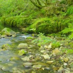 Lebensraum von Salamandra salamandra alfredschmidti, Chioglossa lusitanica longipes, Bufo spinosus, Rana temporaria parvipalmata und Natrix maura, Flussaue Rio Tendi bei Servares, Principáu d’Asturies, 23.09.2013, Foto A.+Ch. Nöllert.