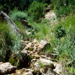 Lebensraum Psammodromus hispanicus, Riópar Viejo in der Sierra de Alcaraz, Provincia de Albacete, Comunidad autónoma de Castilla-La Mancha, 03.07.1996, Foto A.+Ch. Nöllert.