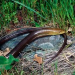 Pseudopus apodus thracicus, Marathea, Pelopónnisos, 07.04.1996, Foto: A.+Ch. Nöllert.