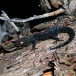 Mediodactylus kotschyi bibroni, Färbung am Morgen nahezu schwarz, Limkeni, Pelopónnisos, 06.04.1996, Foto: A.+Ch. Nöllert.