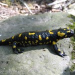 In Österreich kommt die Nominatform S. s. salamandra vor, Foto: J. Hill