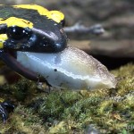 Nacktschnecken gehören zum Nahrungsspektrum, Foto: R. Weidlich