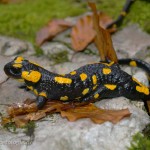 Salamandra salamandra salamandra: Ein typisch gezeichnetes Exemplar, Foto: R. Podloucky