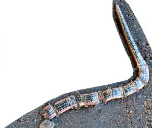 Totfunde weisen häufig einen in mehrere Teile zerbrochenen Schwanz auf, eventuell stammt daher der Artname „fragilis“, Foto: R. Podloucky