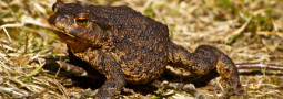 Die Erdkröte: Lurch des Jahres 2012