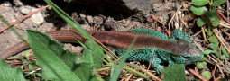 Die Zauneidechse in der Dölauer Heide