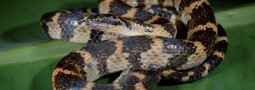 Die Herpetofauna in San Ignacio, Nordperu