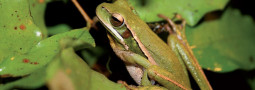 Die Herpetofauna der Matas Ciliares, Brasilien