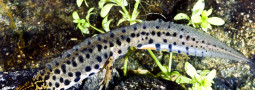 Das Amphib des Jahres 2010: Der Teichmolch
