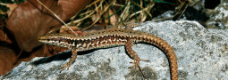 Die Mauereidechse: Reptil des Jahres 2011