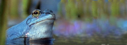 Erfassung von Laichplätzen einheimischer Froschlurcharten der Flussaue der oberen Mittelelbe