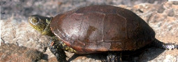 Bedrohungsstatus der Europäischen Sumpfschildkröte