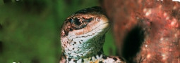 Das Reptil des Jahres 2006: Die Waldeidechse